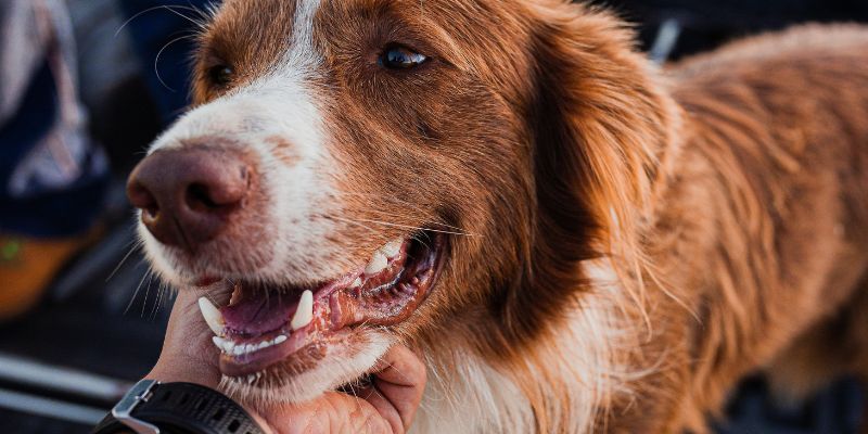 Owner gently petting dog under the chin demonstrating how to truly feel your dog connection
