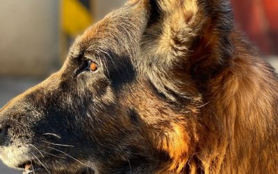 What Would Happen If a Hypothesis Emerged of a Virus Transmitting from Dogs to Humans?