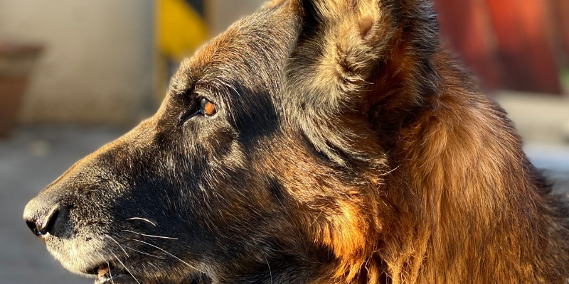 What Would Happen If a Hypothesis Emerged of a Virus Transmitting from Dogs to Humans?