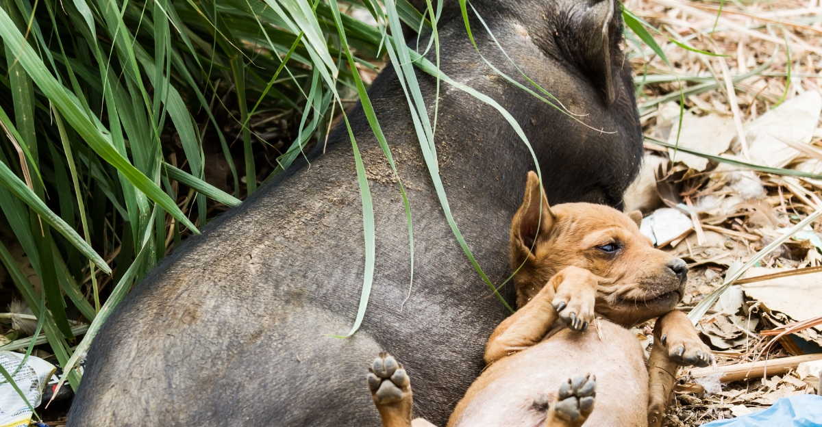 Small brown puppy lying next to a pig illustrating the hypothesis of a virus transmitting from dogs to humans