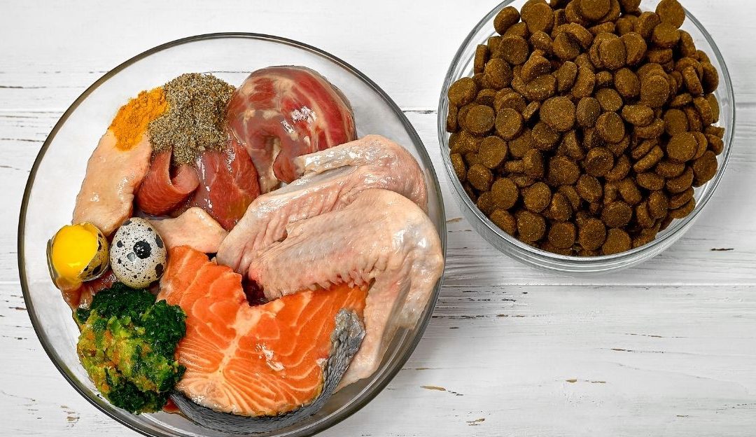 Bowl of fresh raw dog food next to commercial kibble bowl illustrating war over dog food