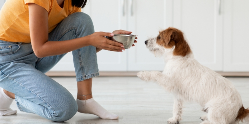 Owner serving fresh meal to dog demonstrating what is good for dogs with gastritis diet