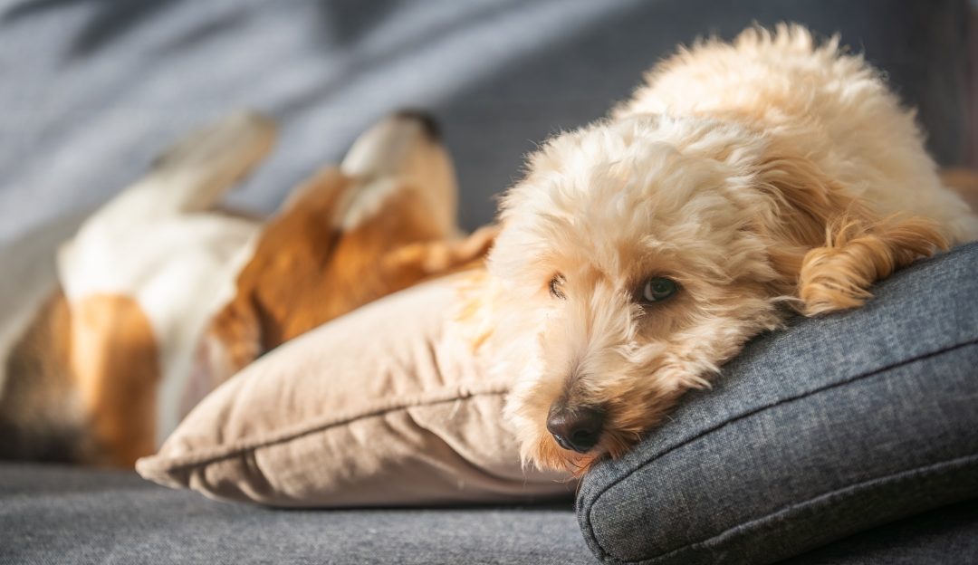 What Is Good for Dogs with Gastritis? The Misconception About Rice and the Solution