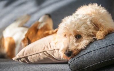 What Is Good for Dogs with Gastritis? The Misconception About Rice and the Solution