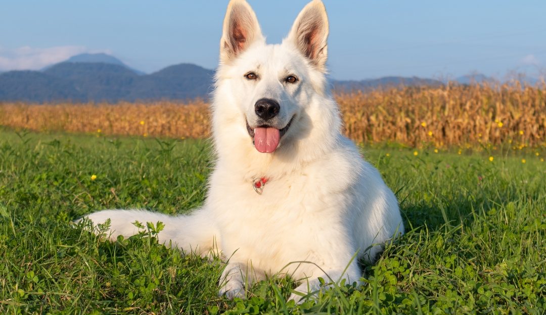 White Swiss Shepherd: Daily Brushing Is Useless Torture for the Dog