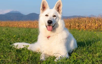 White Swiss Shepherd: Daily Brushing Is Useless Torture for the Dog