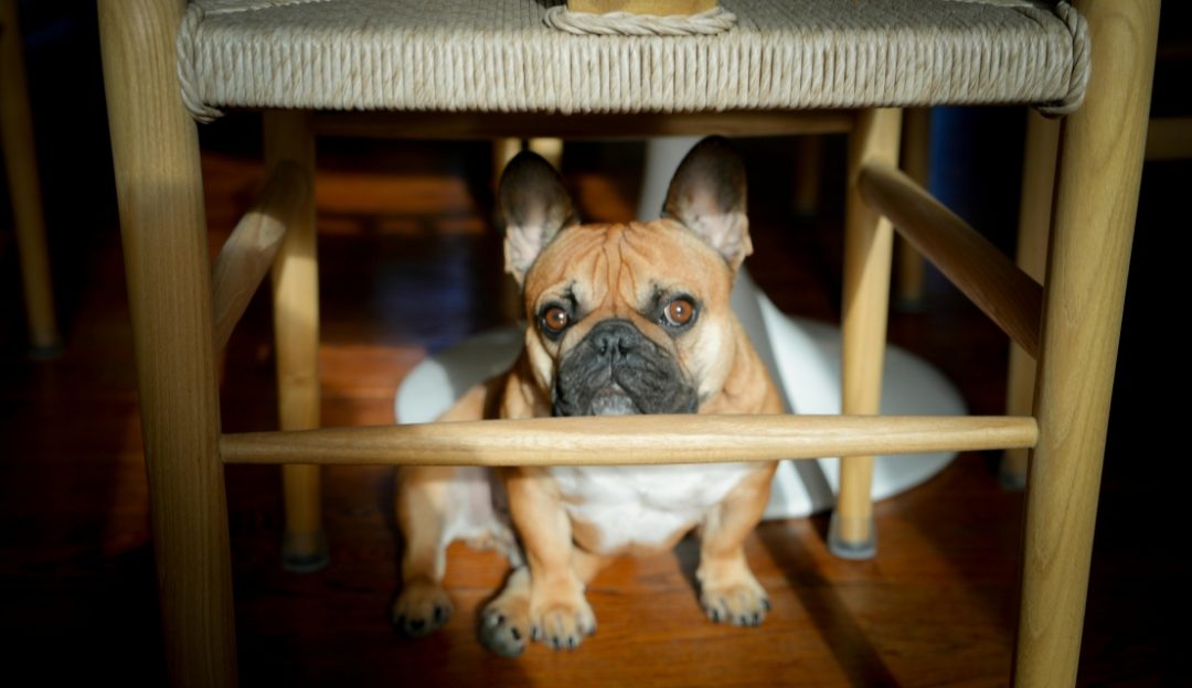 Your Dog Is Afraid of Noise: What Are You Doing Wrong and How Can You Change It?