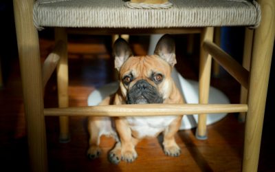 Your Dog Is Afraid of Noise: What Are You Doing Wrong and How Can You Change It?